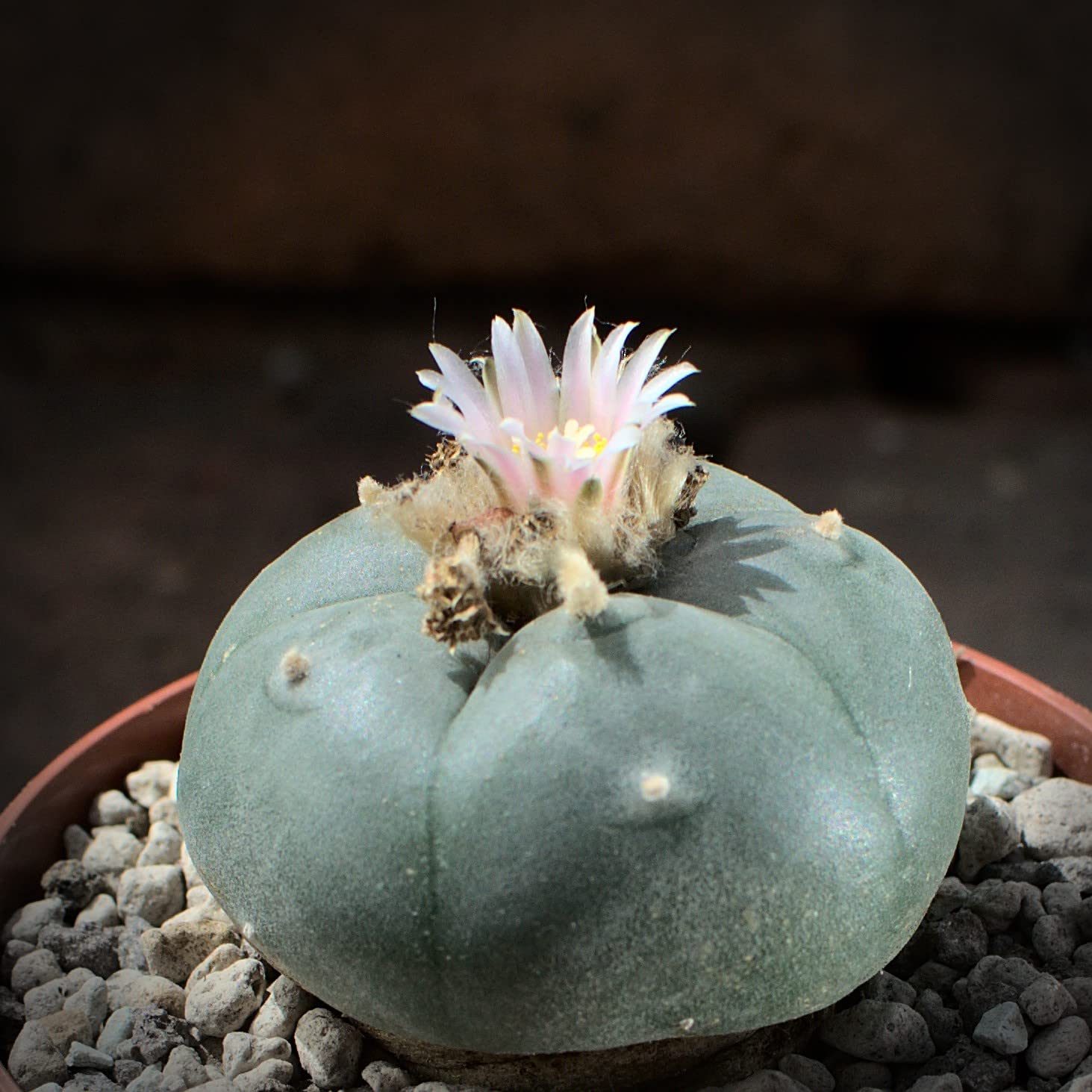 Lophophora williamsii, peyote 5cm