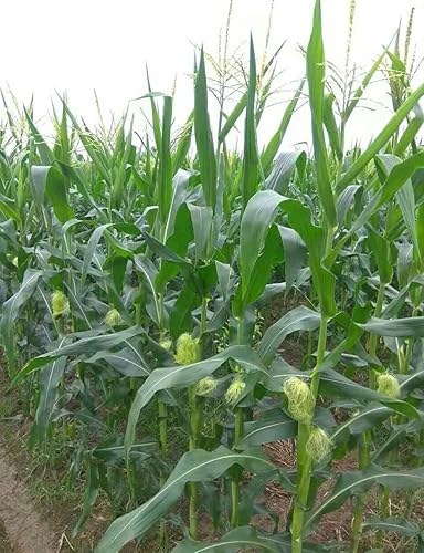 Miniatura 3 de 10 piezas de semillas de maíz dulce de duraznos y crema para plantar