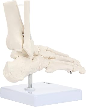 Axis Scientific Life-Size Human Skeletal Foot Model with Ankle, Wire-Articulated Bones for Natural Positioning, Includes Lower Tibia and Fibula, Sturdy Display Base