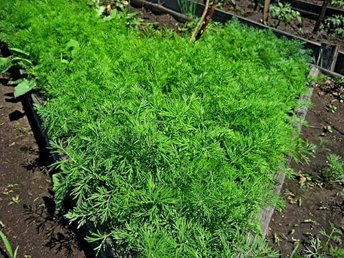 Miniatura 6 de Semillas Hierba Eneldo Mamut Variedad Gigante 40 Días - 2000 Semillas