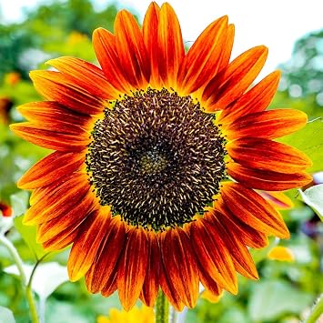 PREMIER SEEDS DIRECT - Sunflower - RED Sun - 140 Finest Seeds