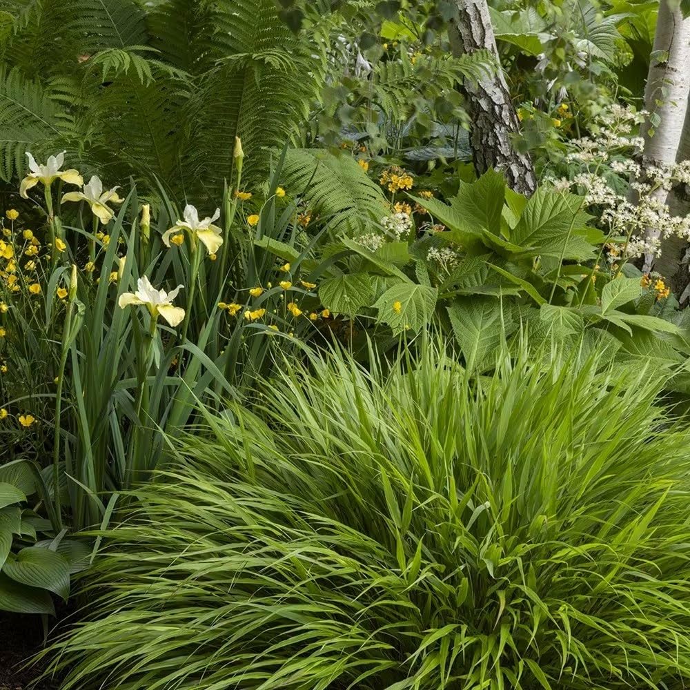 Plant Theory 9cm Pot Hakonechloa Macra Grasses