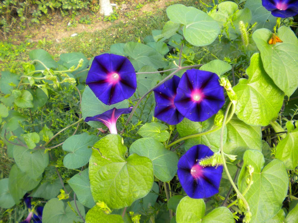 basil plant health benefits Buy Indian Holy Basil (Desi Tulsi ) Seeds main image 1