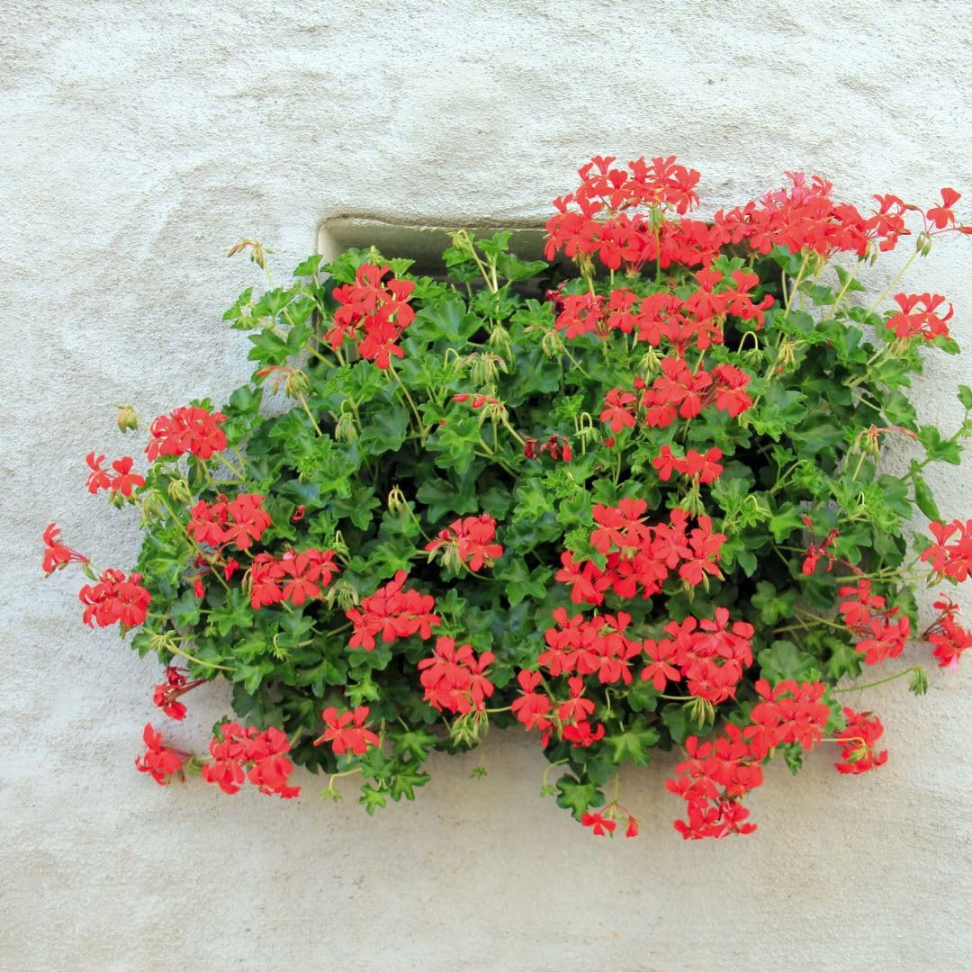 Geranio Parigino 10 Piantine Colori Misti Vaso 14cm | Pianta Ornamentale dal portamento ricadente, ideale per balconi, terrazze e fioriere