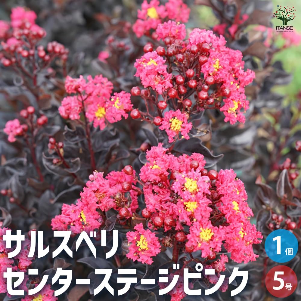 Amazon.co.jp: ITANSE サルスベリ センターステージ 5号 1個売り