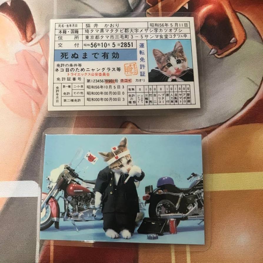 なめ猫カード　猫井かおり　昭和56年 Amazon.co.jp: 当時物 昭和56年 なめ猫 猫井かおり免許証カード