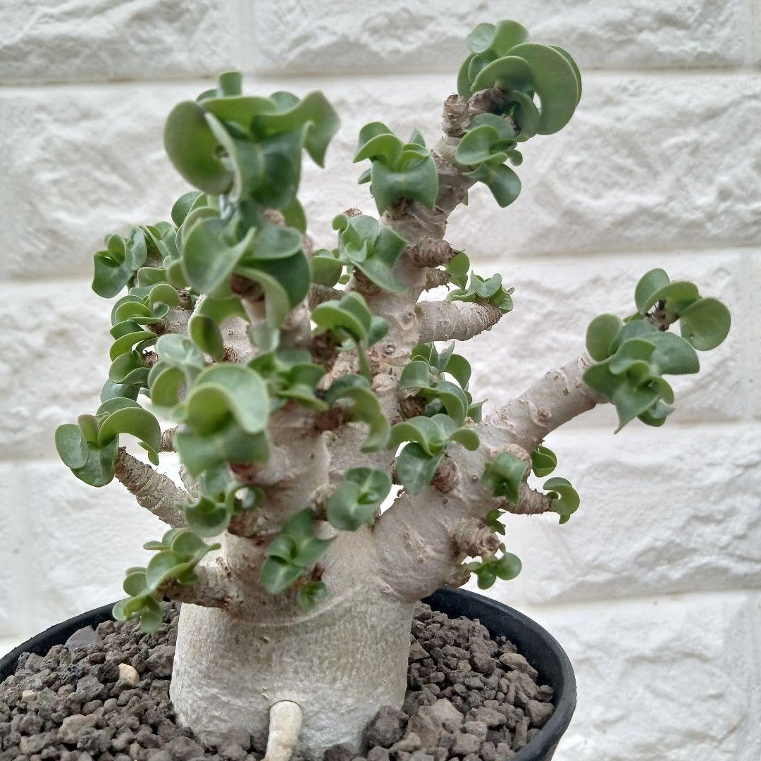 Amazon.co.jp: アデニウム ドーセットホーン 獅子葉 塊根植物