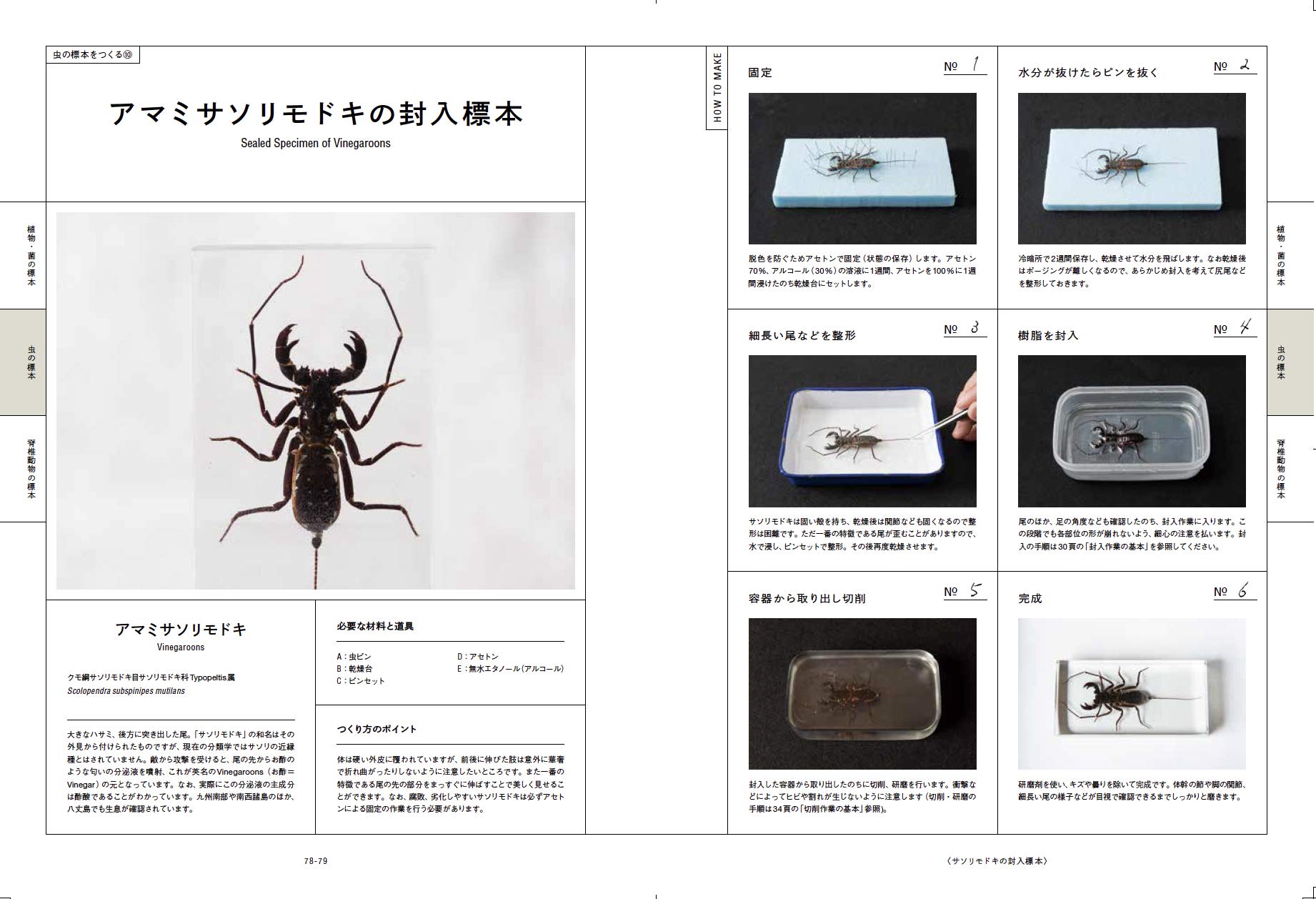 樹脂封入標本の作り方 生物を美しく記録する魔法の工作 根津 貴博 配送料無料