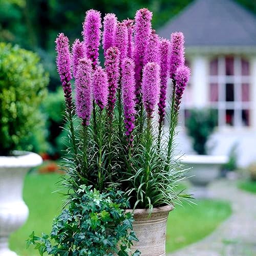Blazing Star Flower Gayfeather Liatris Spicata 50+ semillas para plantar