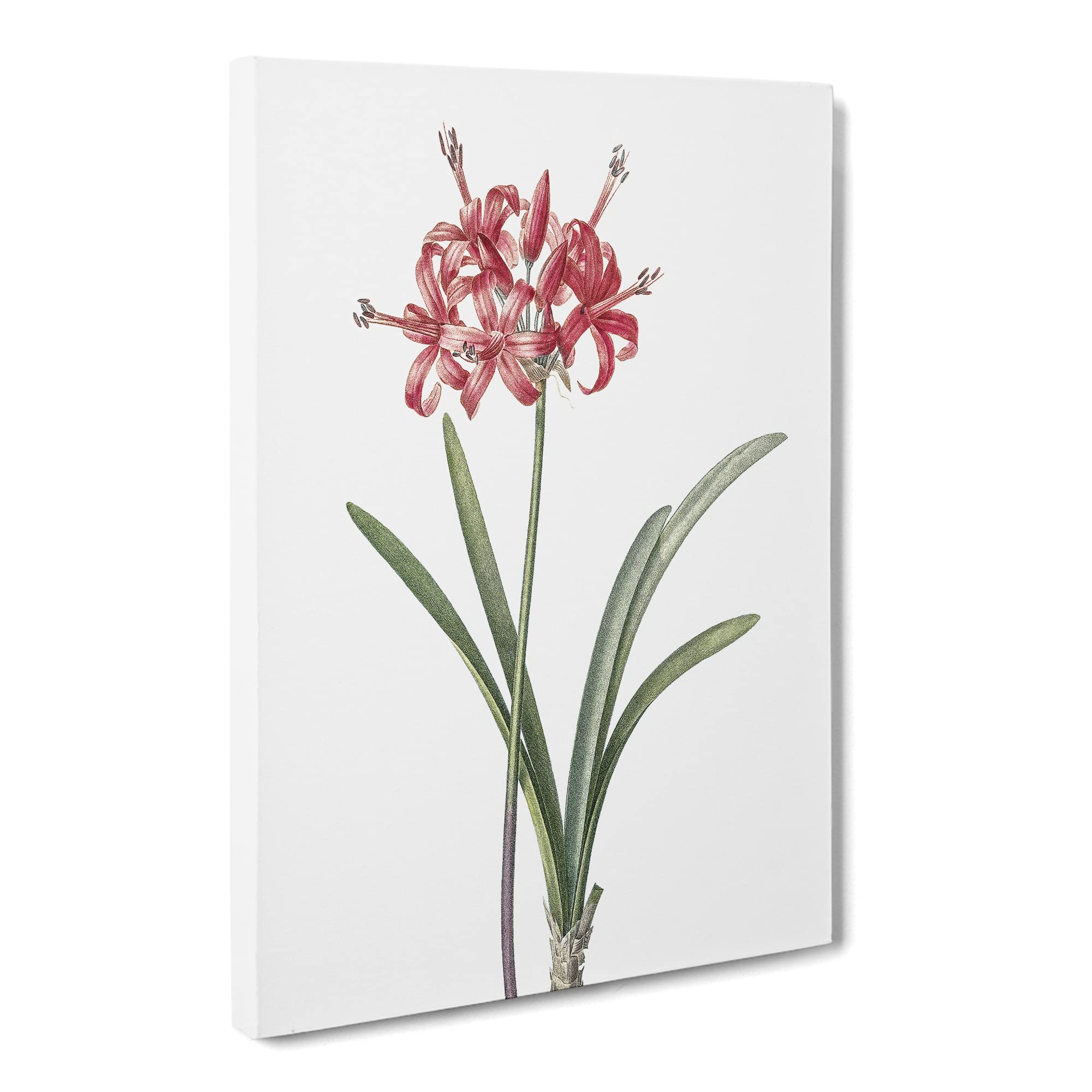 Guernsey Lily By Pierre Joseph Redoute Canvas Print, Mixed, 25L x 50W cm