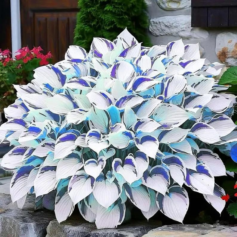 Mix Hosta Bulbs UK, Hostas Rhizome for Planting, Hardy Perennial, Excellent Display, Natural Organic-8 Bulbs-I