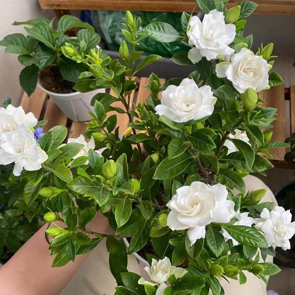 Gardenia jasminoides - ufficio ornamentali giardino balcone interno rampicante pendenti, 20piante