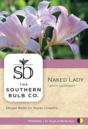 The Southern Bulb Company - Lirios sorpresa (damas desnudas), plantas perennes florecientes a finales de verano, paquete de 2 bombillas