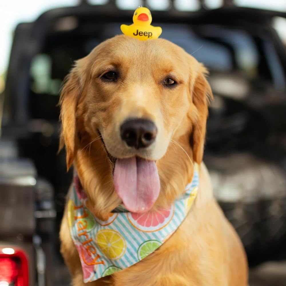 ジープダック　ジープライセンスオフィシャル　イエロー パノラミックサンルーフやJeep Duckトイ、専用デカールなどを