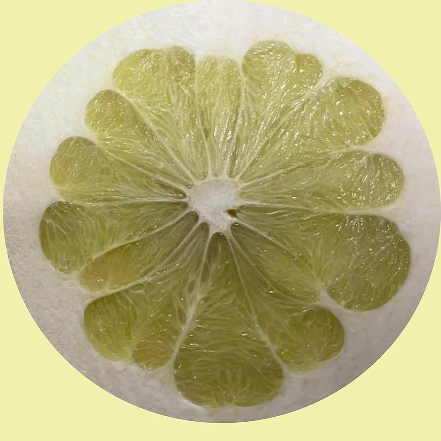 バンペイユ様 晩白柚（ばんぺいゆ）｜熊本特産・巨大な柑橘類｜まぼろしの果実