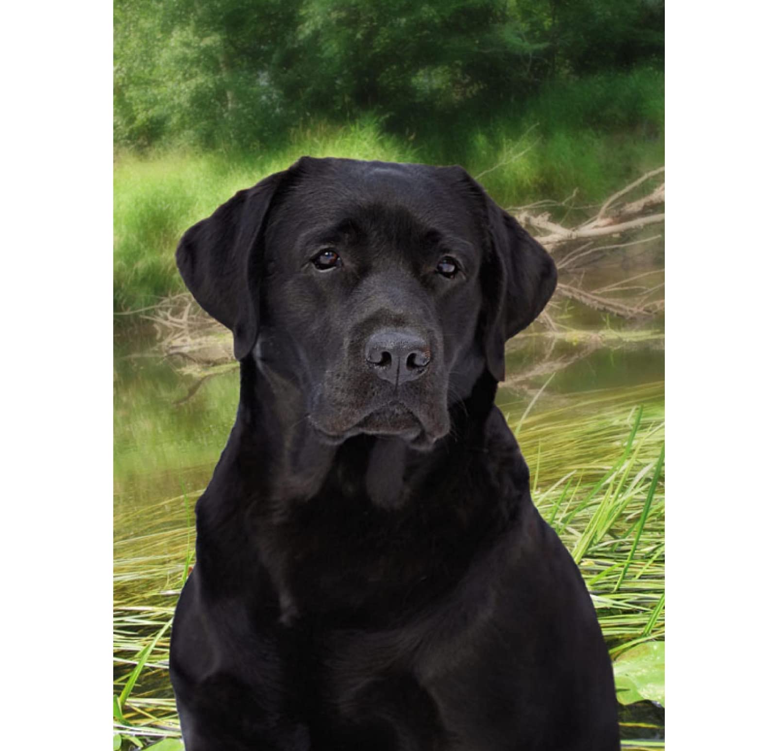 Cross Stitch Kits for Adults,Black Labrador Retriever,Printed Cross Stitch Kits for Beginners,Stamped Cross Stitch Kit for Wall Art Home Decoration 30x40cm