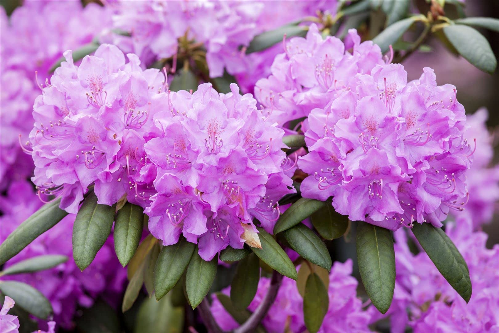 Rhododendron obtusum 'Maruschka' 1520 cm  Winterhart, Immergrn,  Mehrjhrig  Japanische Azalee  Zierstrauch fr Kbel & Beet : Amazon.de:  Garten