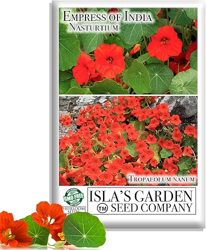 Semillas de capuchina de Empress of India (Tropaeolum nanum) – Más de 50 semillas tradicionales sin OMG de Isla's Garden Seeds, flores carmesí