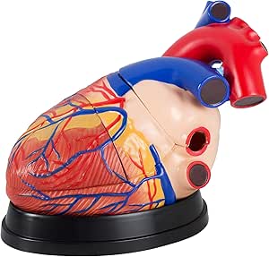 MODÈLE D'ORGANE HUMAIN Enfant L'anatomie Modélise Corps Casse-tête De