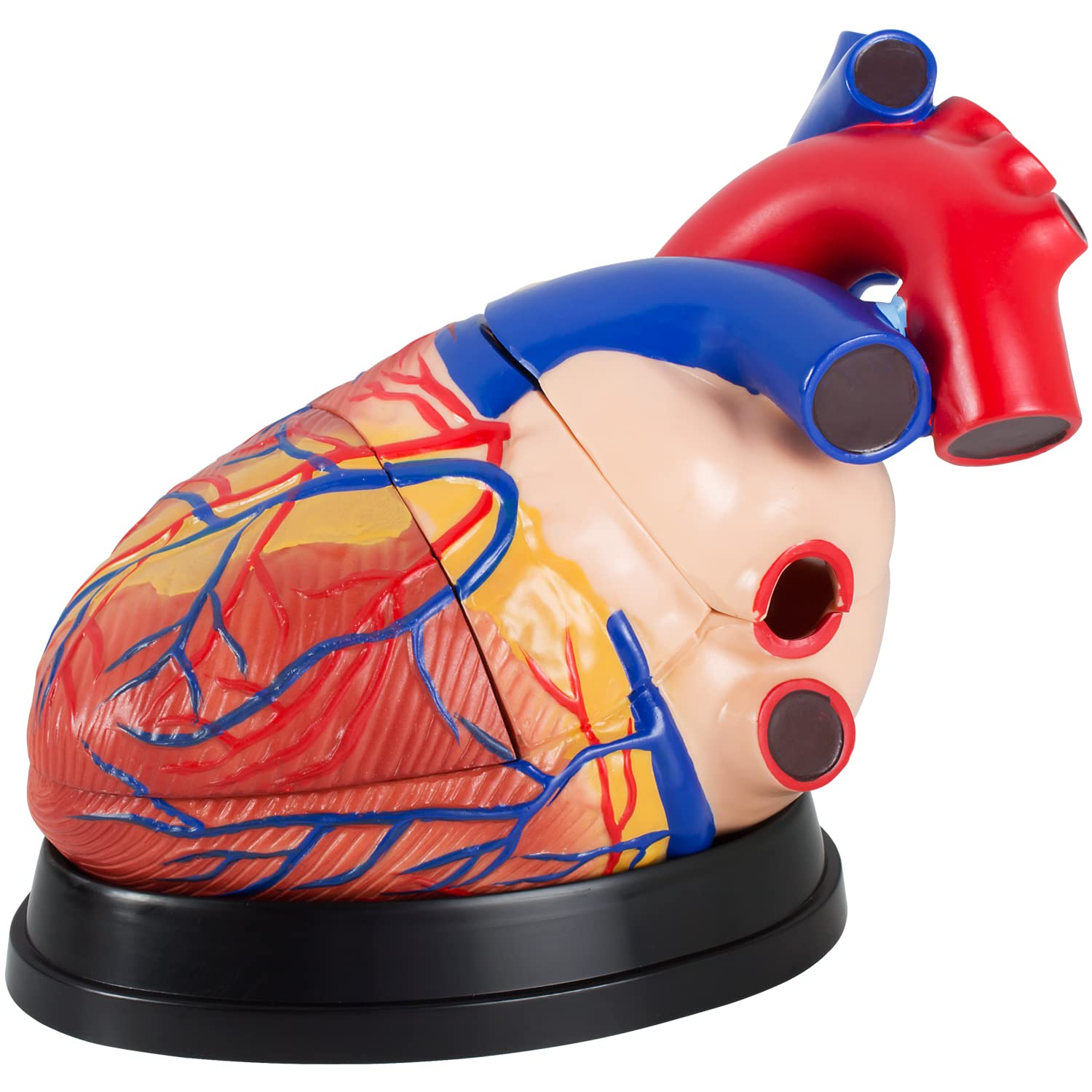 Anatomie Modell Herz des Menschen menschlicher Anatomiemodell Körper Anatomisches Menschliches Herzmodell menschliche Modelle Gross 34 cm MedMod