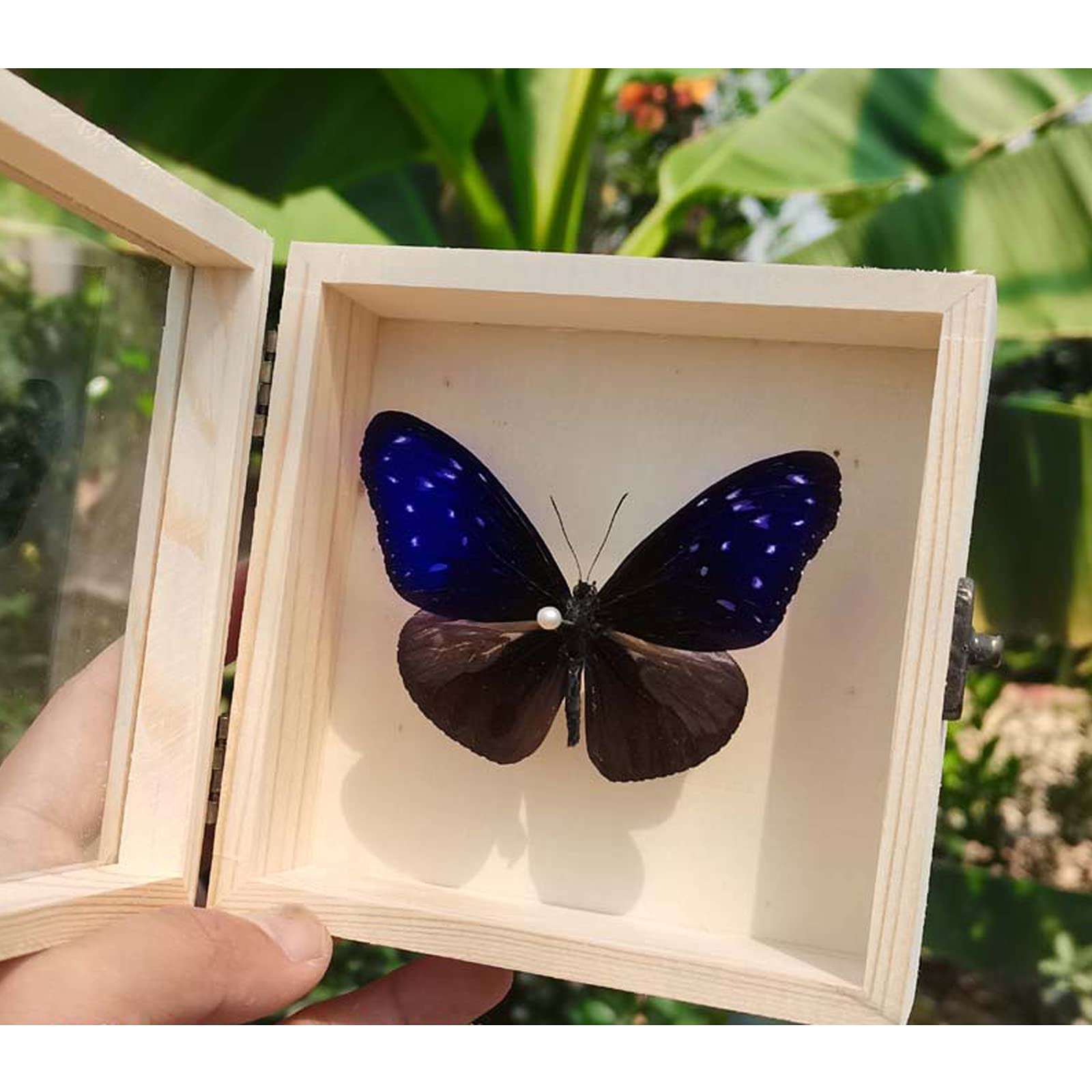Guoyoocc Butterflies Specimen,Taxidermy Of Butterflies,Mounted In An Insect Display Frame,Real Huge And Exotic Insect In 3D Display Box,Framed Incredible Insect Entomology Decor,Wooden Picture Frame