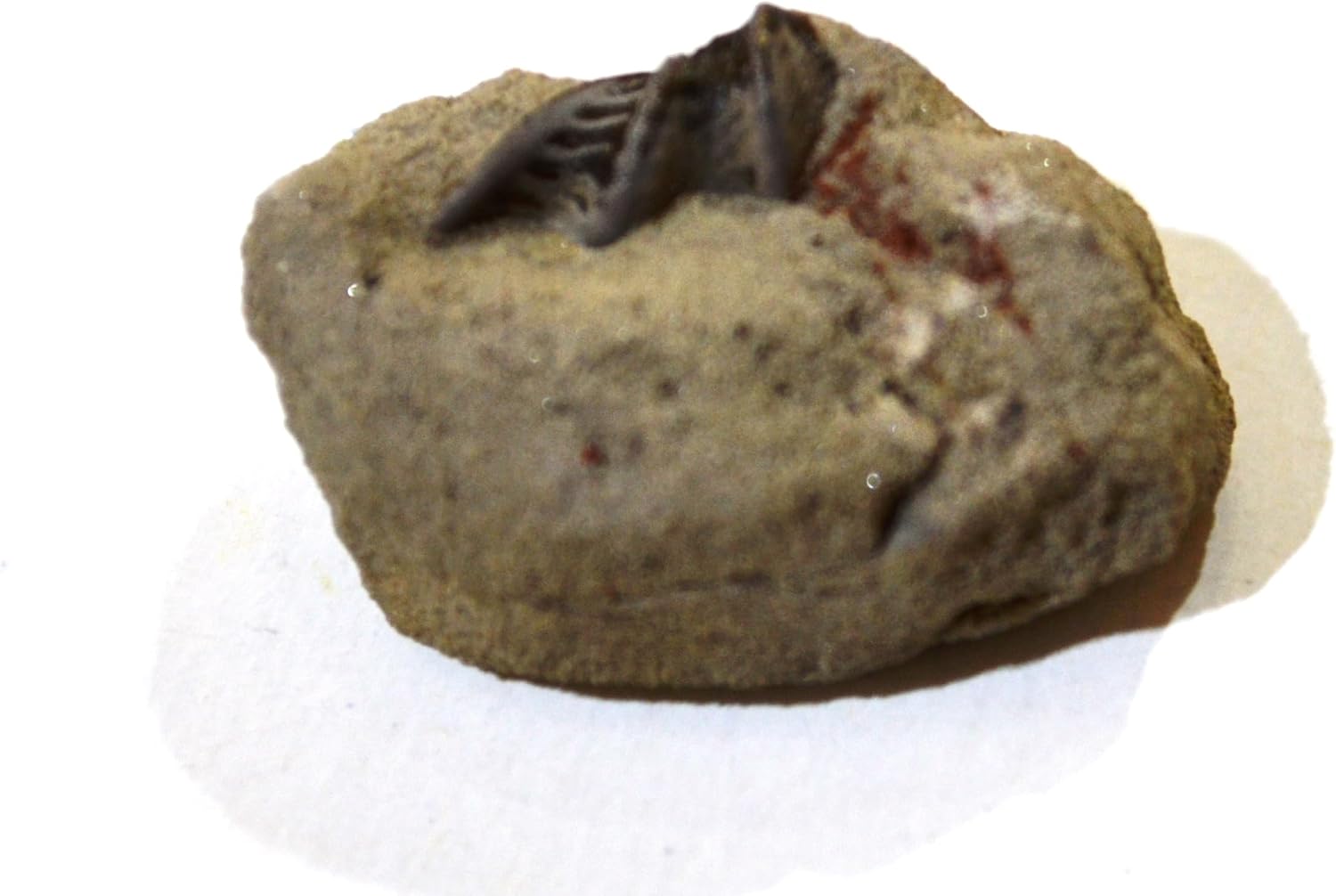 Poecilodus jonesi Fossil (Fossils) REQ152