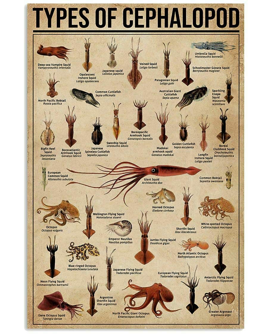 HOUVSSEN Types of Cephalopod Poster Useful Knowledge for D cor Gift for Children Chart Metal Tin Sign School Metal Tin Signs 8x12 Inch