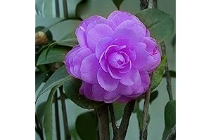 CHUXAY GARDEN Purple Camelia Flower Seed