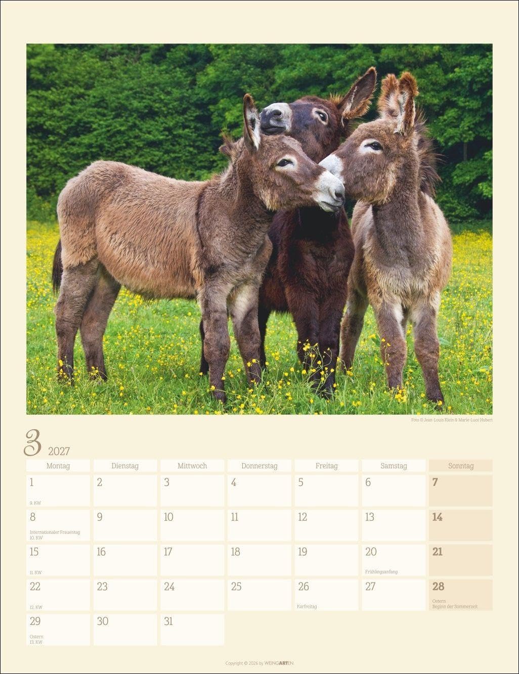 Esel Kalender 2027: Jahres-Wandkalender mit Fotos von Jean-Louis Klein und Marie-Luce Hubert. Tierkalender mit süßen Eselfotos. Planer mit Platz zum Eintragen. Hochformat 30x39 cm