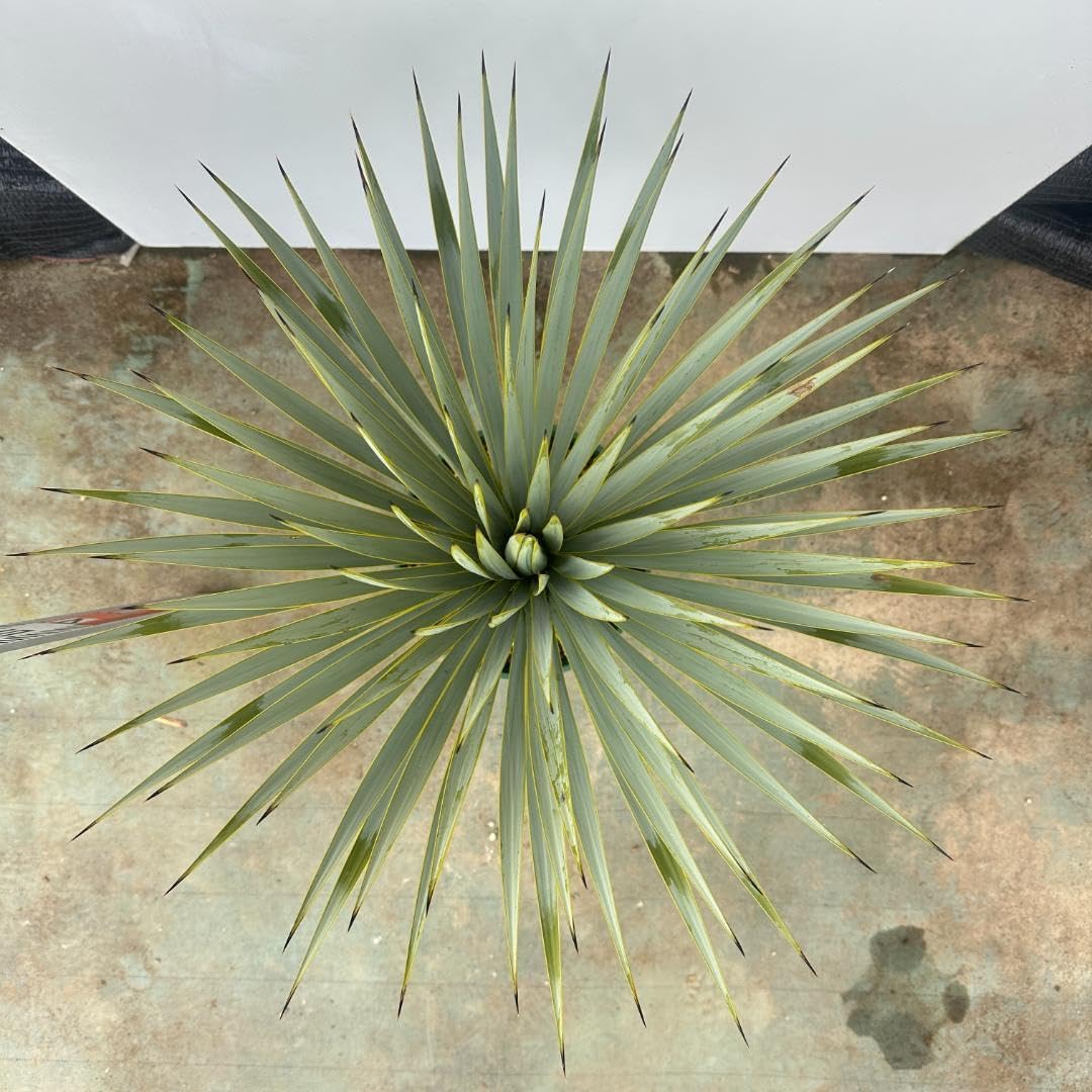 ユッカ ロストラータ 24-633 超美形 シルバーブルー