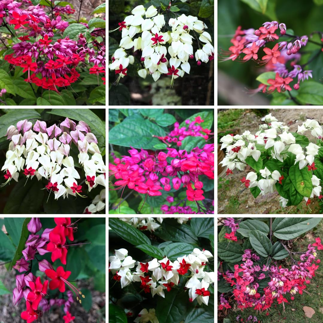 Set 2 Clerodendrum Bleeding Heart Plants