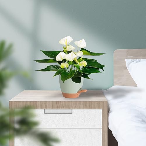 Miniatura 7 de Macetas de interior de 7/6.5/6/5.5/5 pulgadas con riego automático para plantas de interior con orificio de drenaje, macetas de plástico para Verde