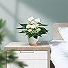 Product Photo 7