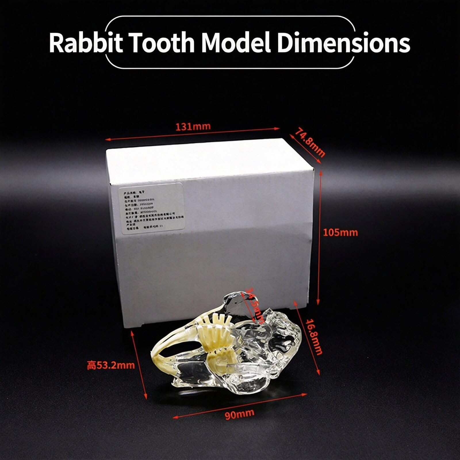 Modelo anatómico transparente para perro, gato, conejo, dientes, calavera, modelo anatómico, fisiología, educación, veterinaria, oficina, enseñanza, decoración