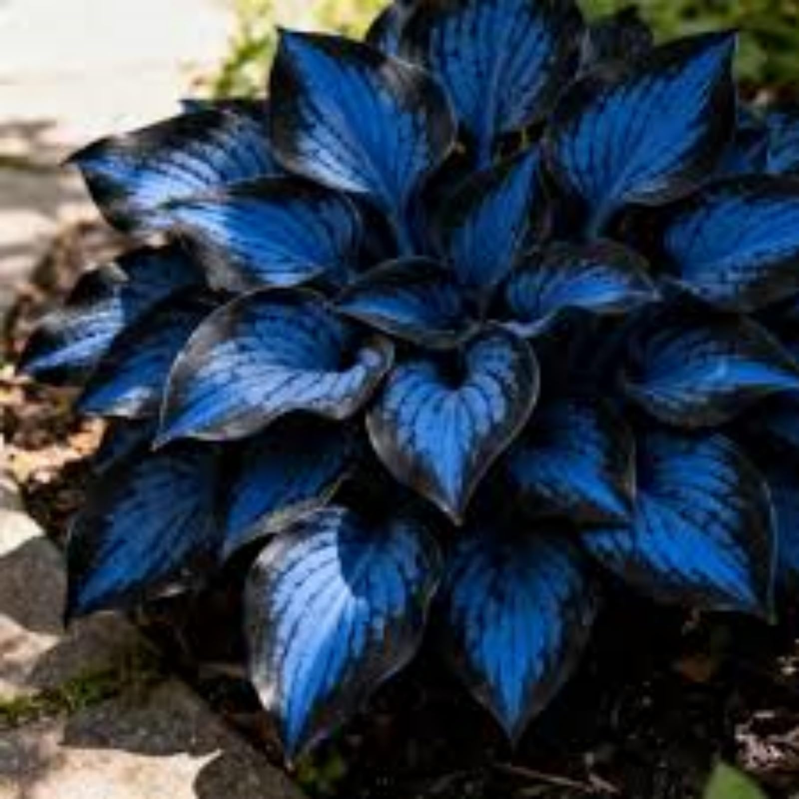 Hosta Bulbs for Planting, Excellent Display,Hosta Mix,Perennial Garden Patio & Pots Easy to Grow-10 Bulbs-B