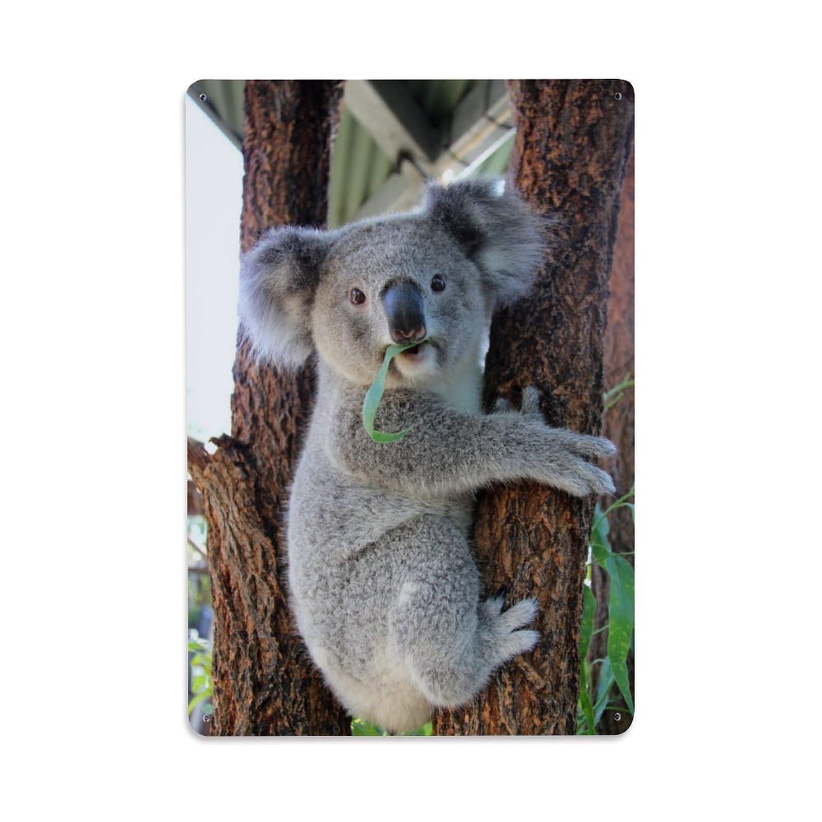 Australia Cute Wildlife Vintage Koala Tree Habitat Animal Metal Tin Sign Plaque Wall Decor for Cafe, Man Cave, Club Bar, Office, Home Garden Round Metal Poster 8x12Inch