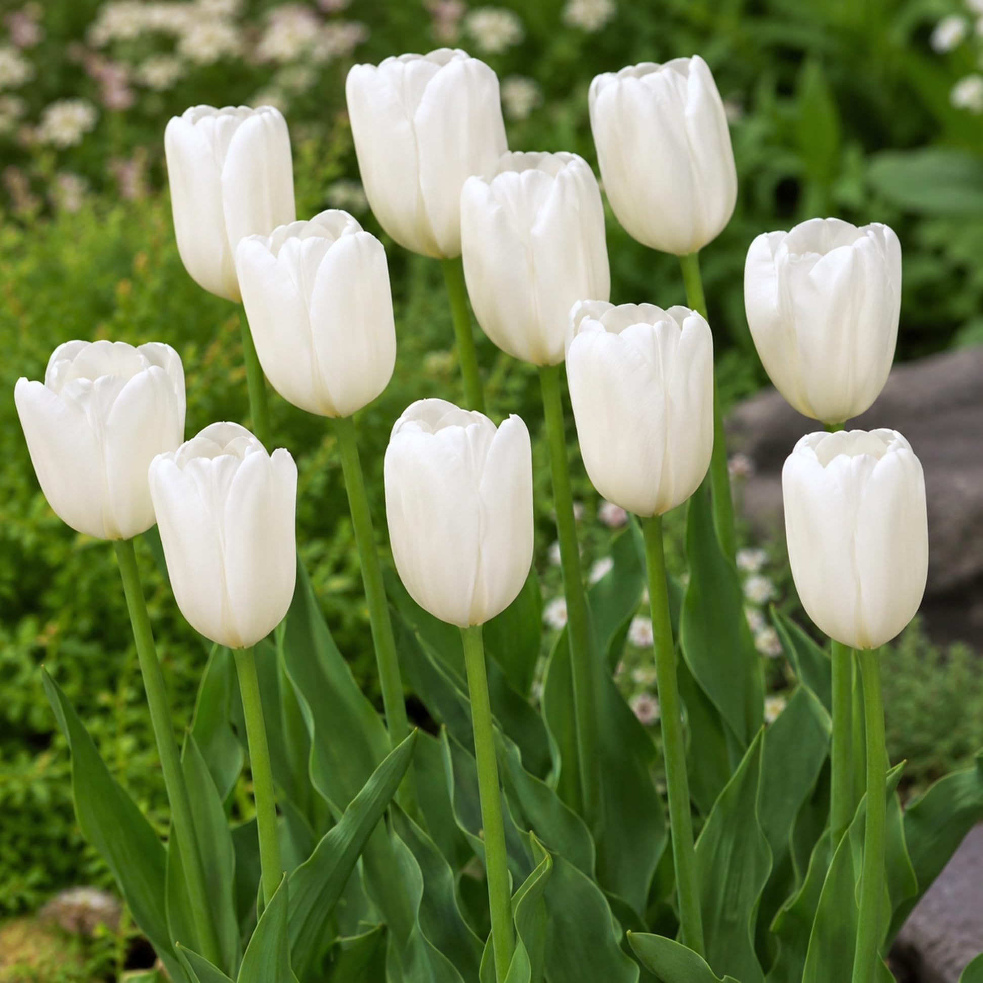 Amazon.com : 20 White Tulip Bulbs for Planting | Elegant White