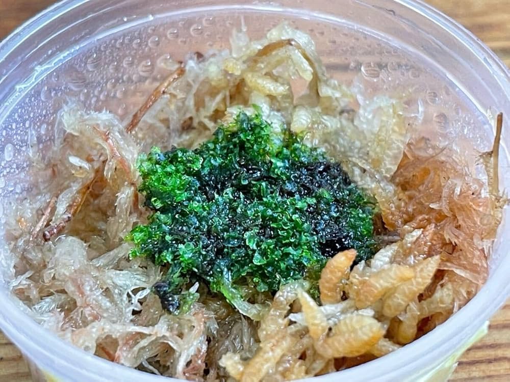 ビカクシダ　リドレイ　P.ridleyi. 胞子培養　板付け　No.161 P.Ridleyi thin frond(spore) / リドレイ細葉 胞子培養株 24-001