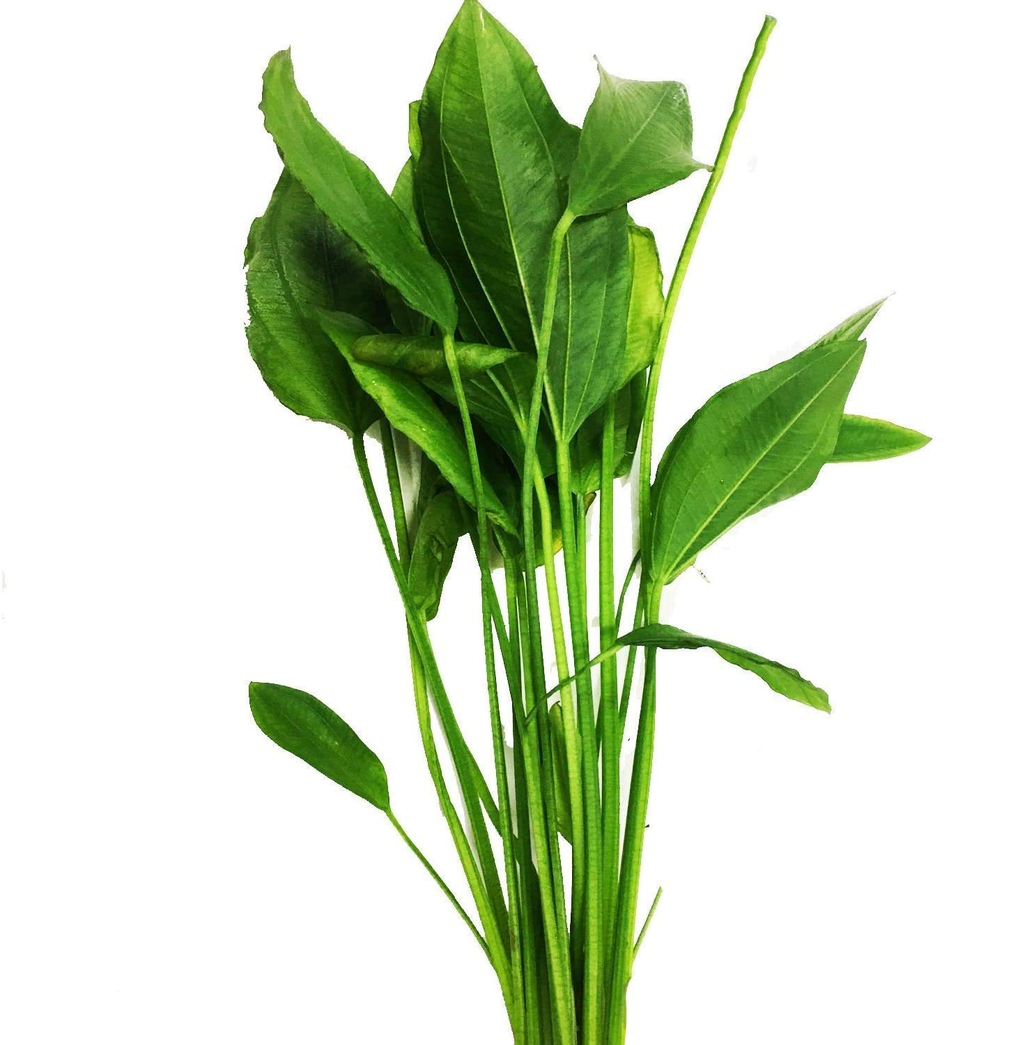 Echinodorus Argentinensis Potted Amazon Sword Tropical Easy Live Aquarium Plants Decorations for Medium Tank BUY2GET1FREE Safe for All Fish