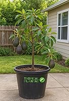 Grafted Hass Avocado Tree Live Plant 12-24" - Premium Big Fruit Tropical Tree for Home Gardens