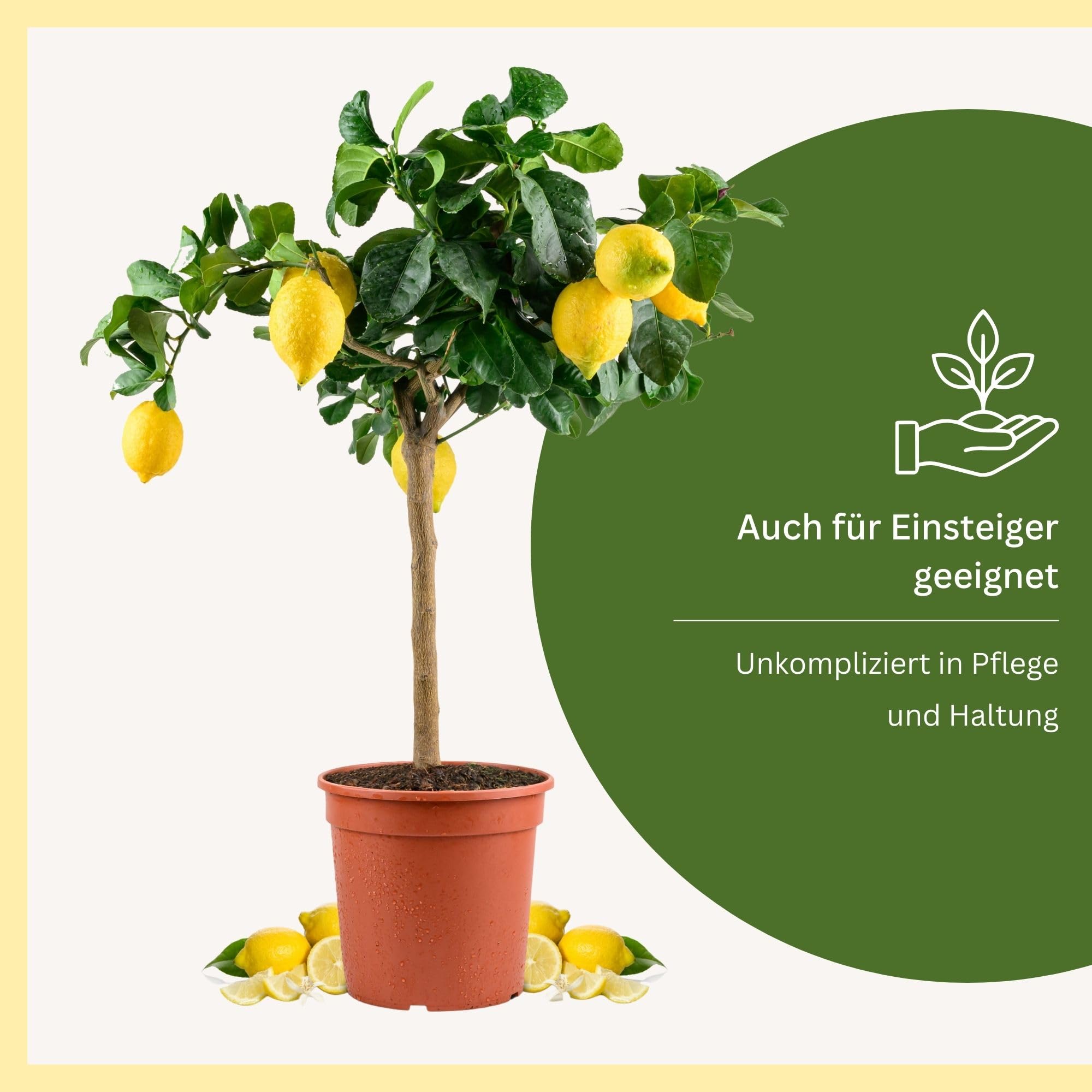 Meine Orangerie Sizilianischer Zitronenbaum - Carrubaro Zitrone – Citrus Limon 'Feminello Carrubaro' – Rarität aus Sizilien - große, aromatische Früchte - perfekt für Balkon & Terrasse (Topf Ø 22cm)