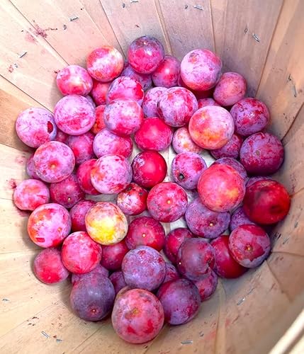 Miniatura 7 de Semillas de ciruelo americano - Más de 30 unidades - para plantar Prunus Americana Ciruelas silvestres Rojo Dulce Nativo Forrajeo Cerdo Canadiense
