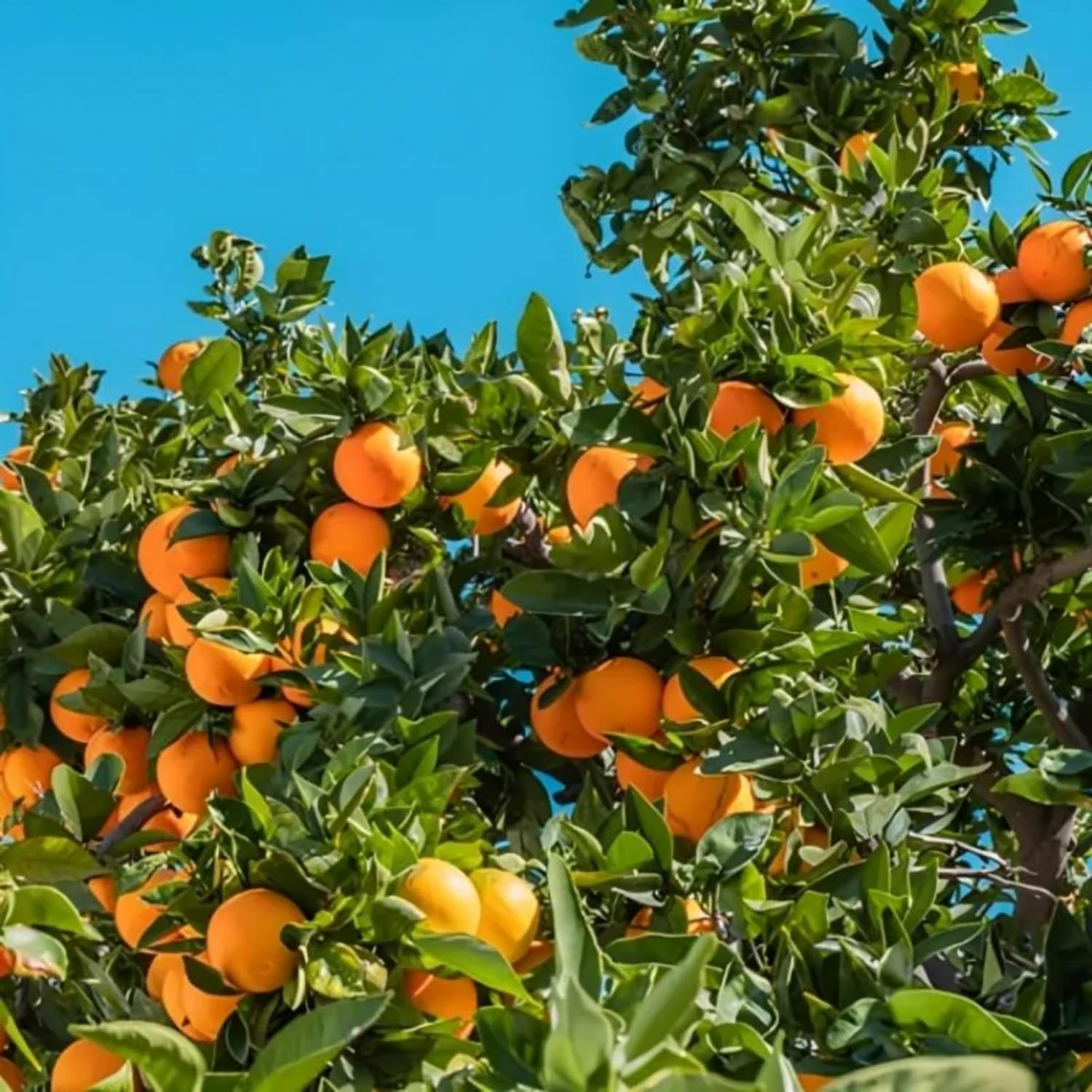 Hug A Plant | Nagpur Orange Grafted Live Fruit Plant (Home & Garden) (B0CJNLCTNR) Amazon Price History, Amazon Price Tracker