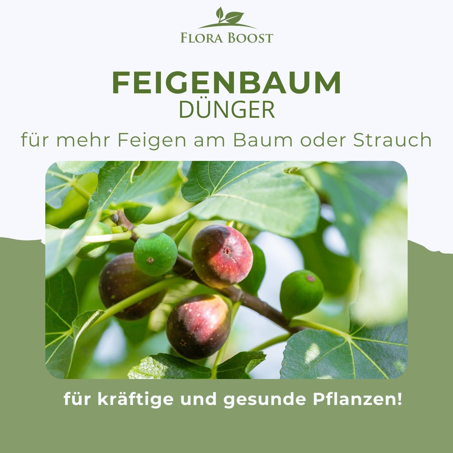 Konfitee Feigenbaum Dnger Flora Boost 5000ml I Fr bis zu 1000L Giewasser  I Feigen Dnger fr Indoor- & Outdoorbereich I Flssiger Blatt- &  Wurzeldnger I 100% natrlicher Pflanzendnger : Amazon.de: Garten