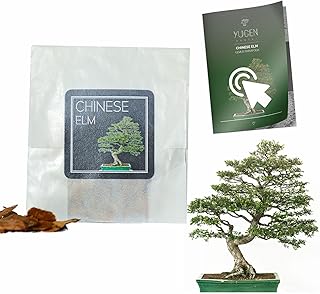 30 Chinese Elm Bonsai Seeds | Ulmus Parvifolia | Growing Guide | Grow Your Own Bonsai Tree | Bonsai Beginners and Enthusiasts