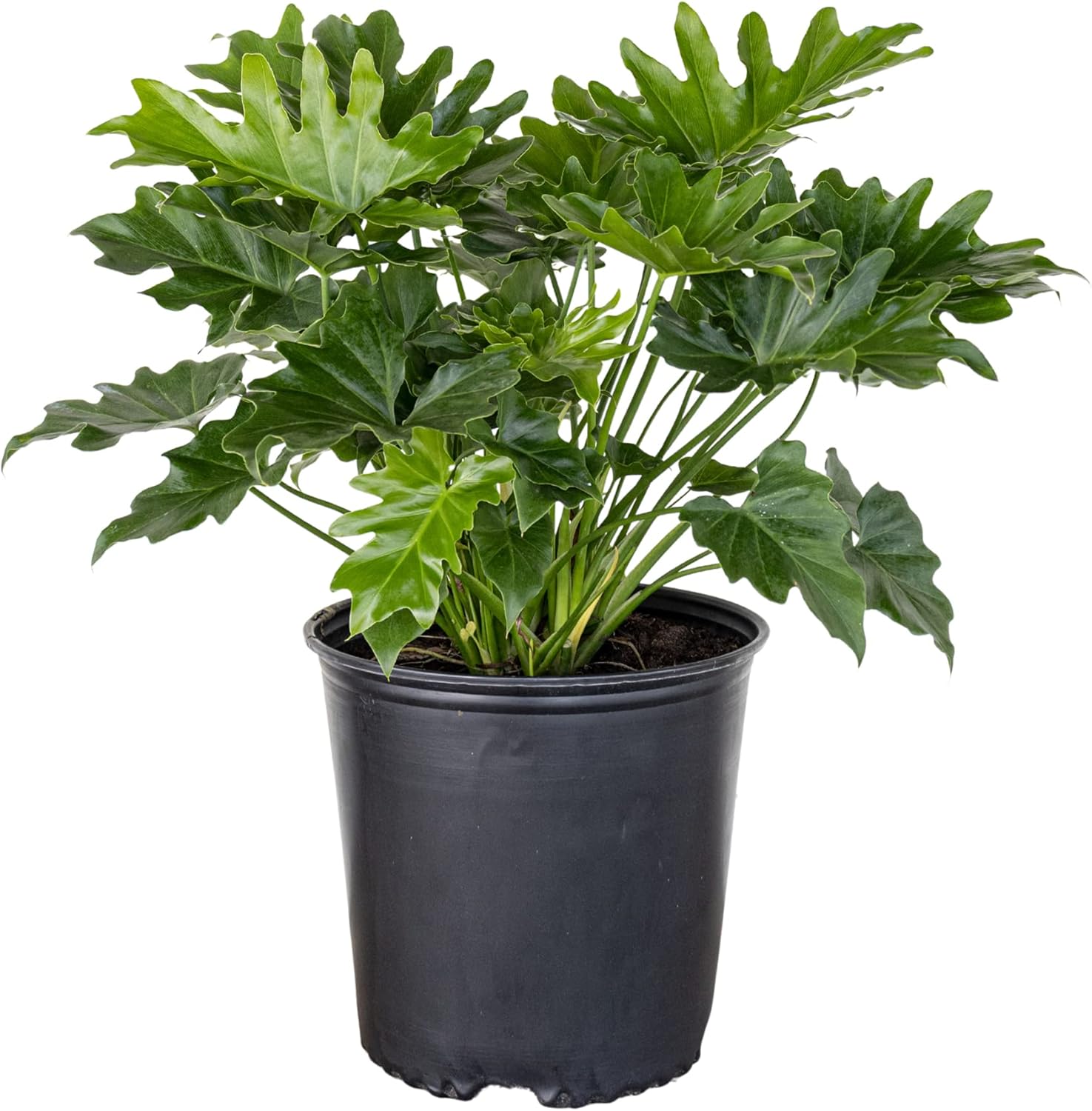 United Nursery Philodendron Selloum Live Plant 26-32 inches Tall Live Indoor Tree Philodendron 10 inch Plant Pot Large Air Purifying Floor Plant for Office, Patio or Home Decor
