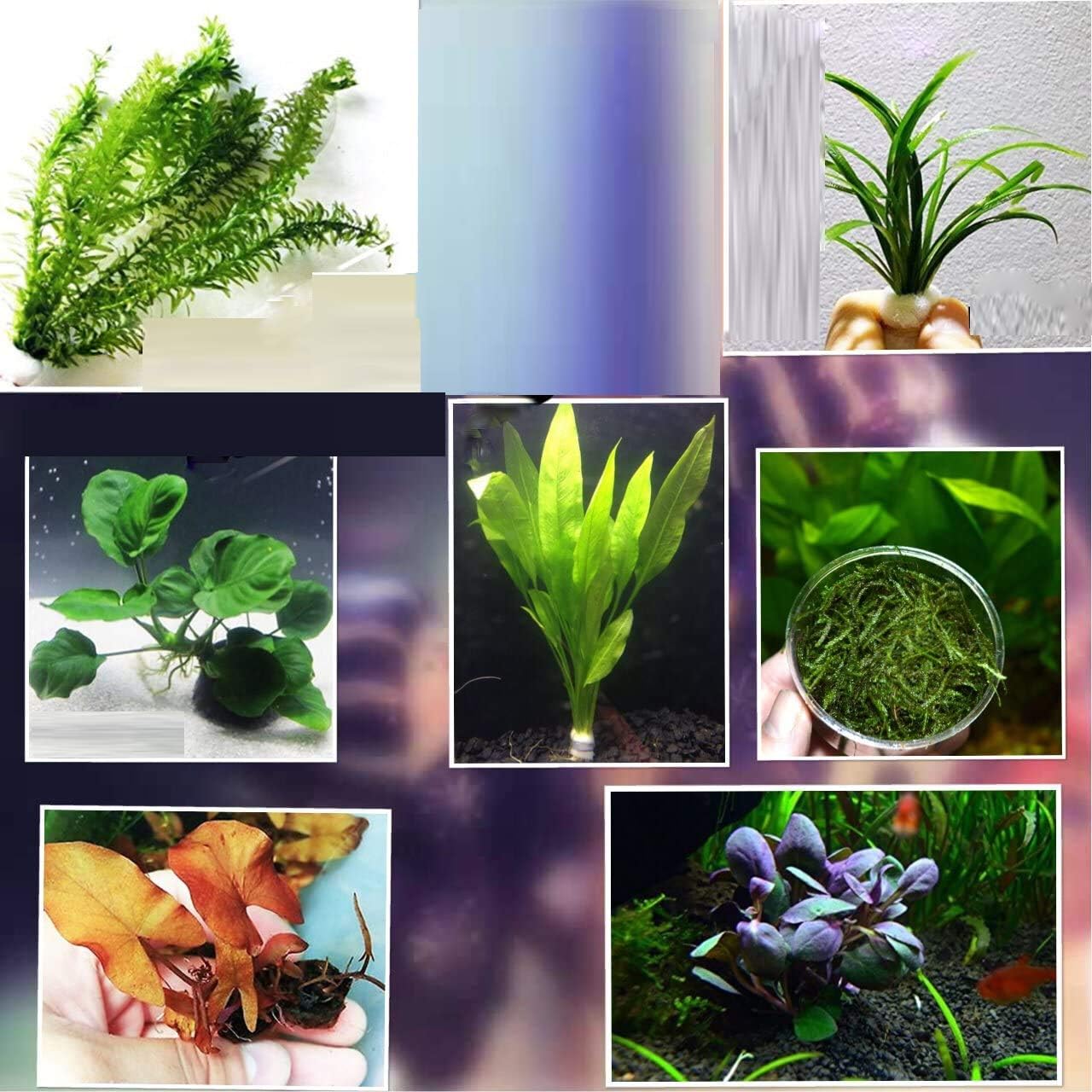 Live Aquarium Plants The Most Popular 2017/7 Species - Anacharis, Amazon Sword, Java Moss and More! by Mainam