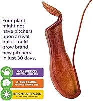 Vista 4 de Planta carnívora tropical Nepenthes Alata para jarrón, planta viva