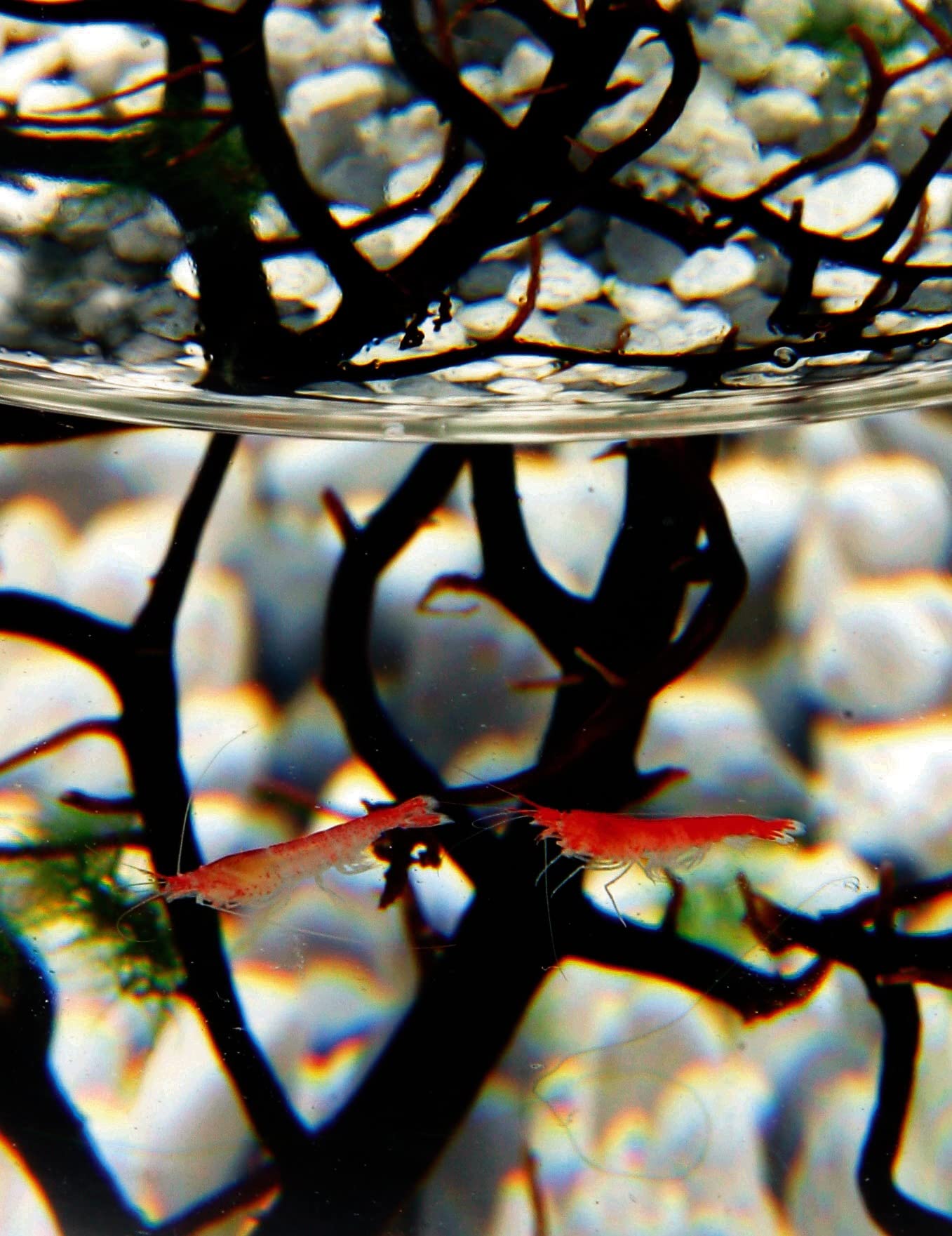 EcoSphere - Miniaquarium aus der NASA Weltraumforschung - handgefertigtes, geschlossenes Ökosystem mit Garnelen - Made in Germany (10cm Kugel)