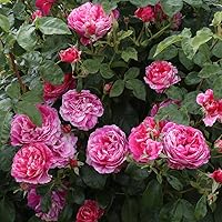 Vista 3 de Heirloom Roses Planta de rosas casi sin espinas - Crema de frambuesa Twirl Rosa y Blanca, rosas trepadoras Planta viva para plantar al aire libre